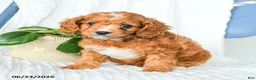 Cavapoo dogs for sale: Ferris - Ad 4