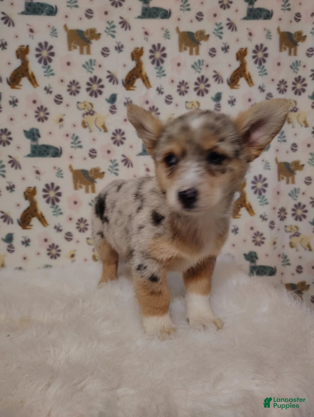 Mixed Breed dogs for sale: Sadie - Ad 1