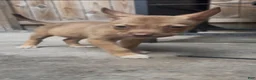 Pitsky dogs for sale: Shepard - Ad 1