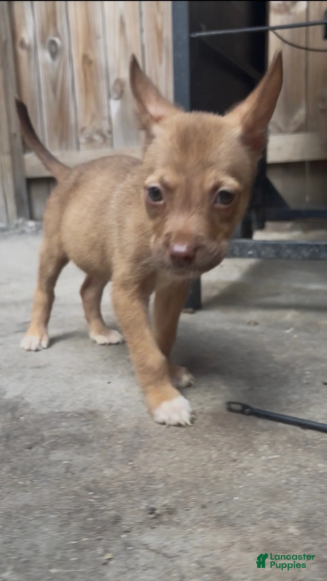 Pitsky dogs for sale: Shepard - Ad 1