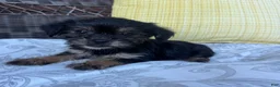 Shorkie dogs for sale: Monica - Ad 2