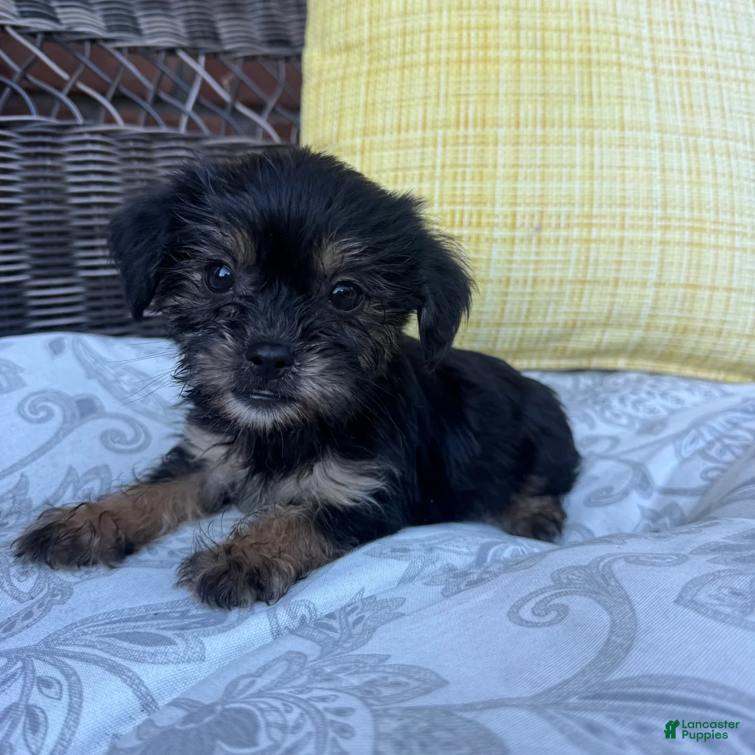 Shorkie dogs for sale: Monica - Ad 2