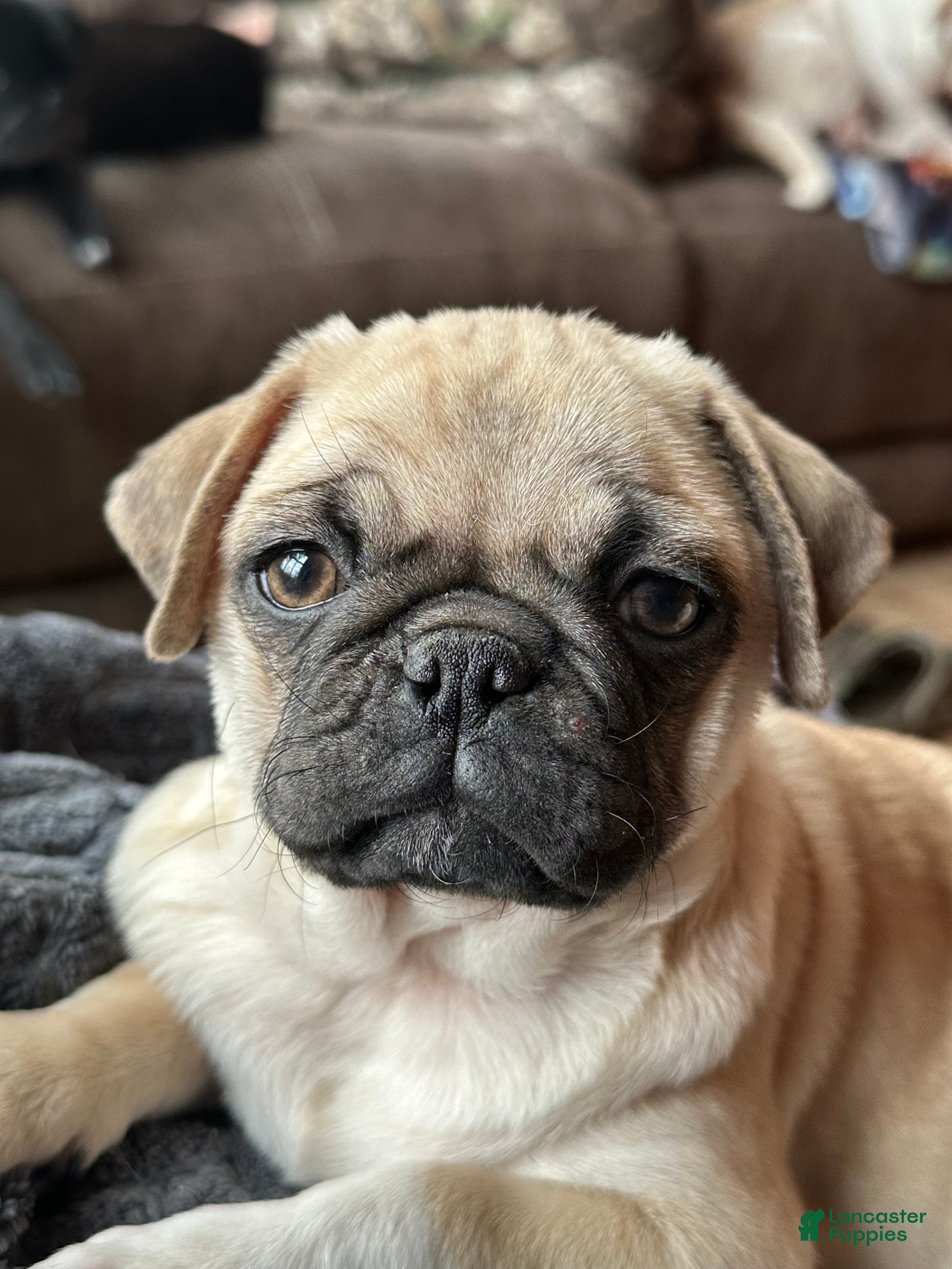 Pug dogs Fiona - Ad 2