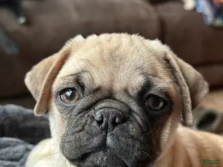 Pug dogs Fiona - Ad 2