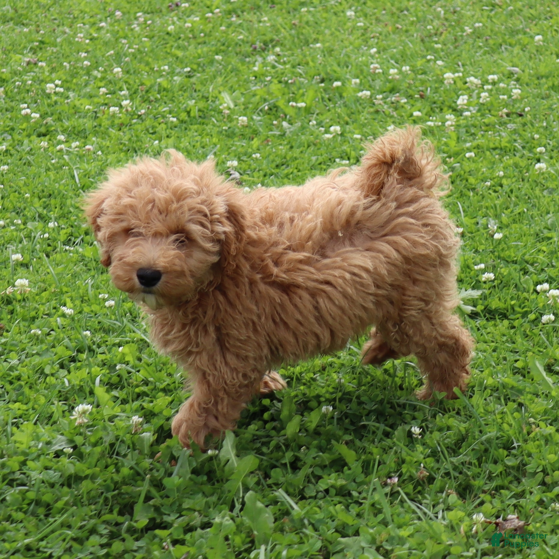 Mini Goldendoodle dogs Felix - Ad 1