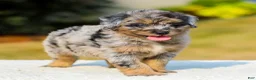 Mini Aussiedoodle dogs for sale: Fido - Ad 7