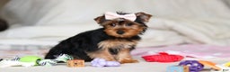 Yorkshire Terrier dogs for sale: Dolly - Ad 8
