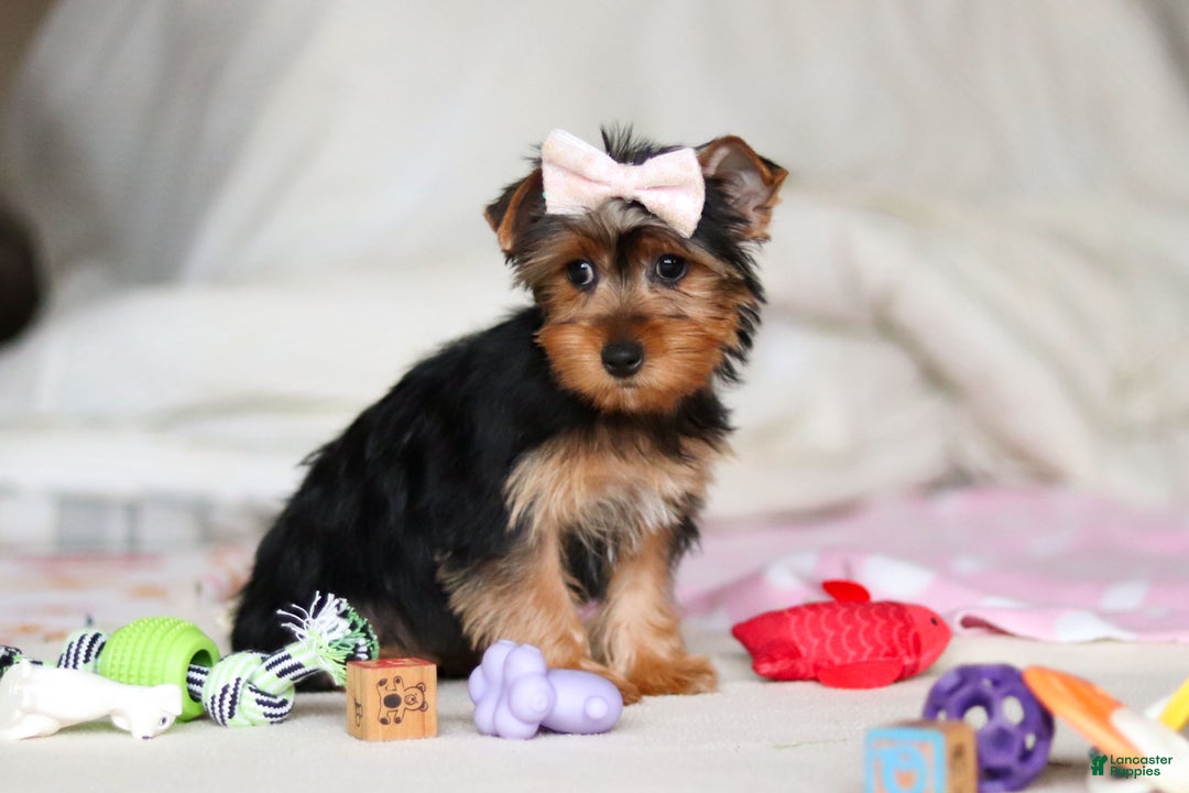 Yorkshire Terrier dogs for sale: Dolly - Ad 8