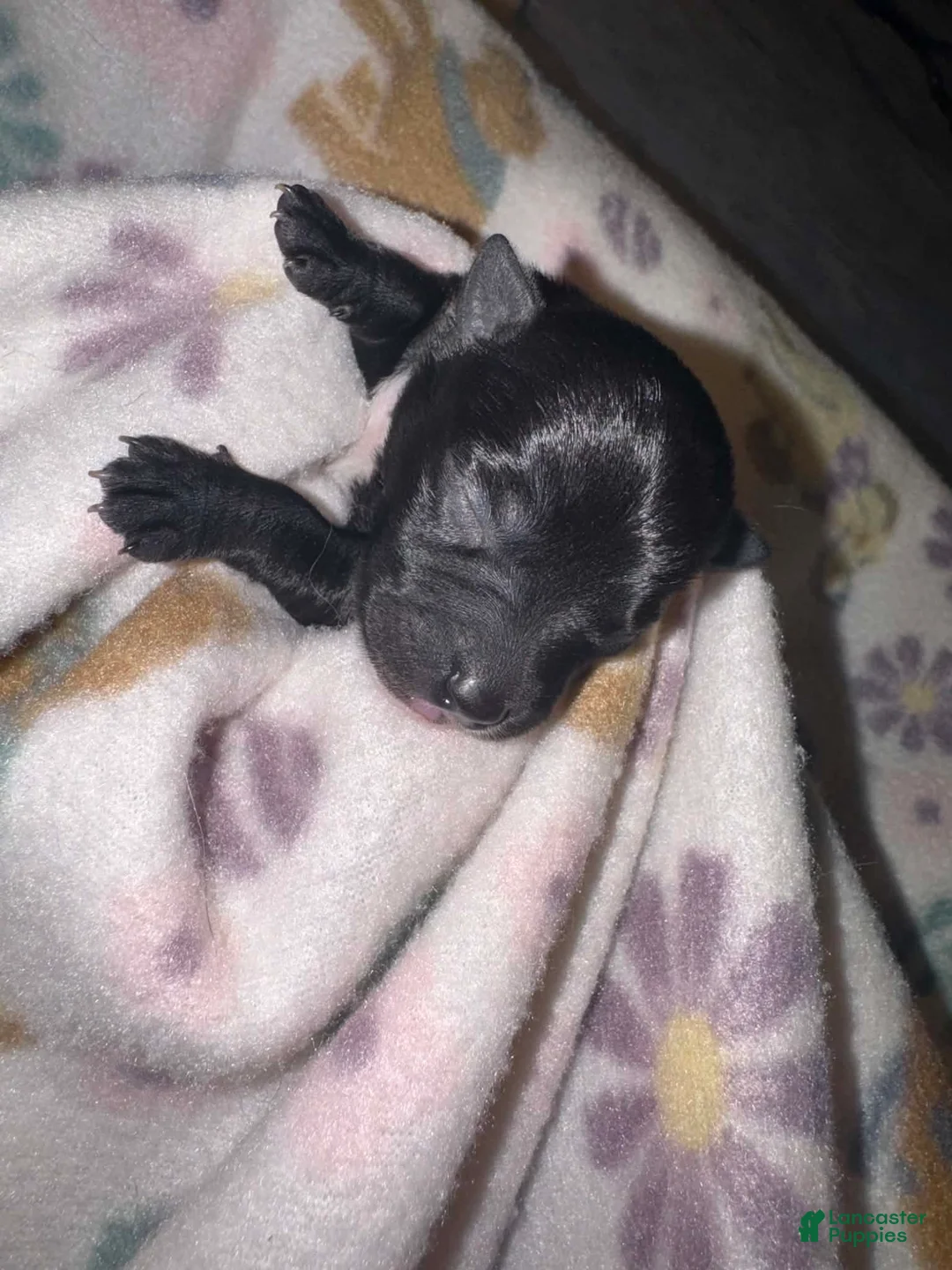 Chihuahua dogs for sale: Chihuahua 1 - Ad 2