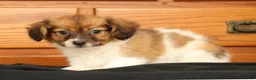 Papillon dogs for sale: Mason - Ad 6