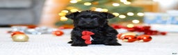 Yorkiepoo dogs for sale: Anson - Ad 1