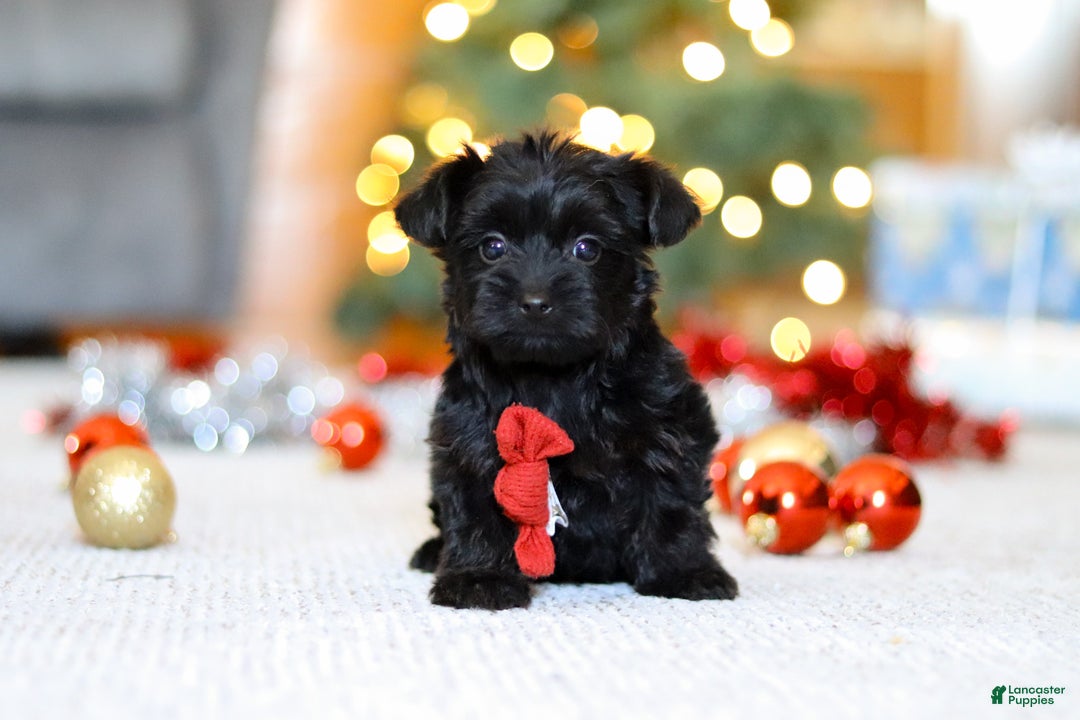 Yorkiepoo dogs for sale: Anson - Ad 1