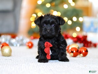 Yorkiepoo dogs Anson - Ad 15
