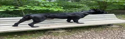 Cane Corso dogs for sale: Corso(Yellow collar) - Ad 5