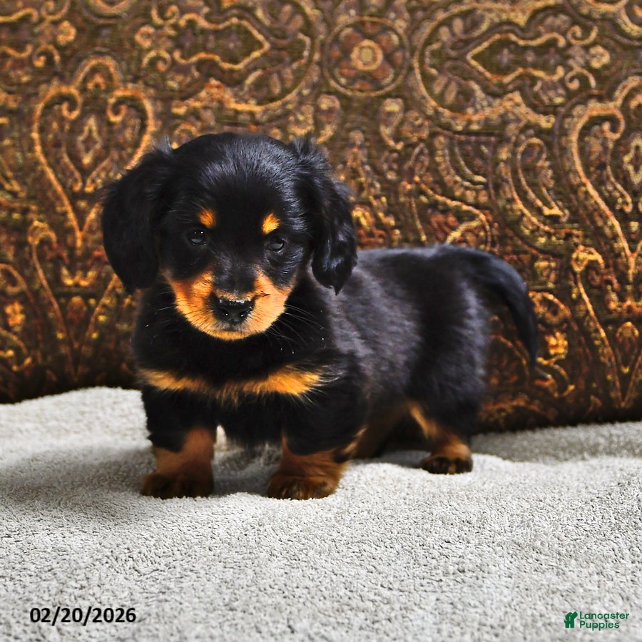 Miniature Dachshund dogs Clover - Ad 2