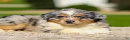 Miniature Australian Shepherd dogs for sale: Ishi - Ad 1