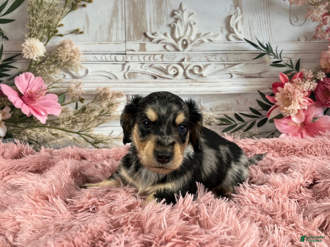 Miniature Dachshund dogs for sale: AKC-Rolo - Ad 3
