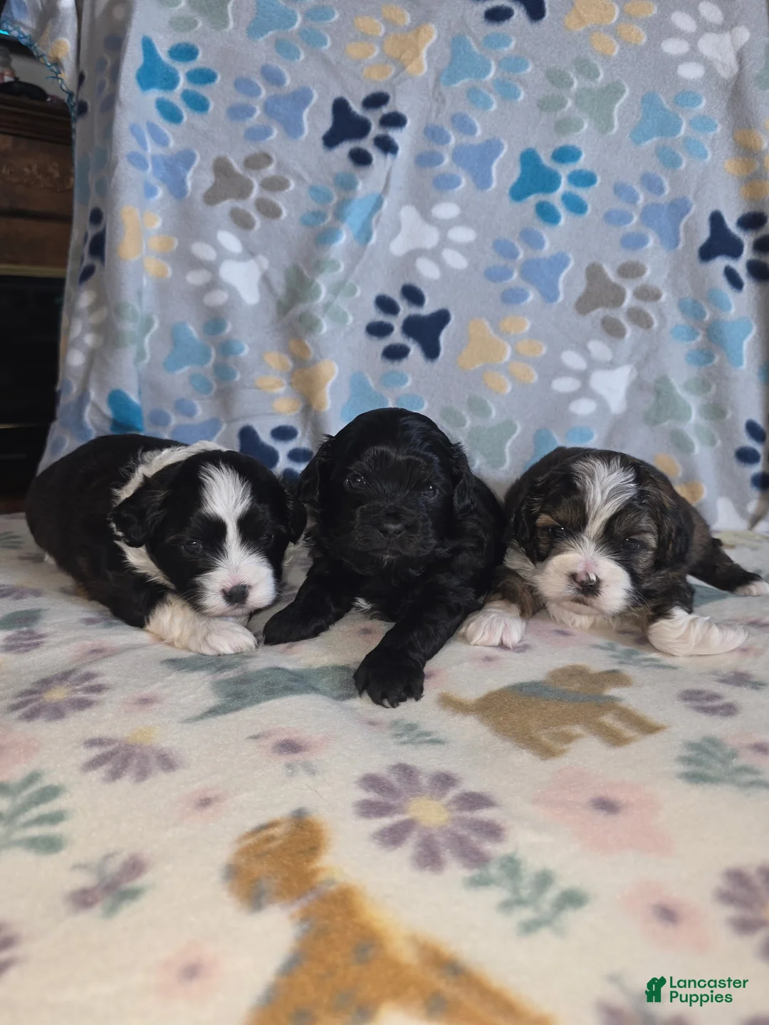 Shihpoo dogs for sale: Shihpoo Puppy 2 - Ad 11