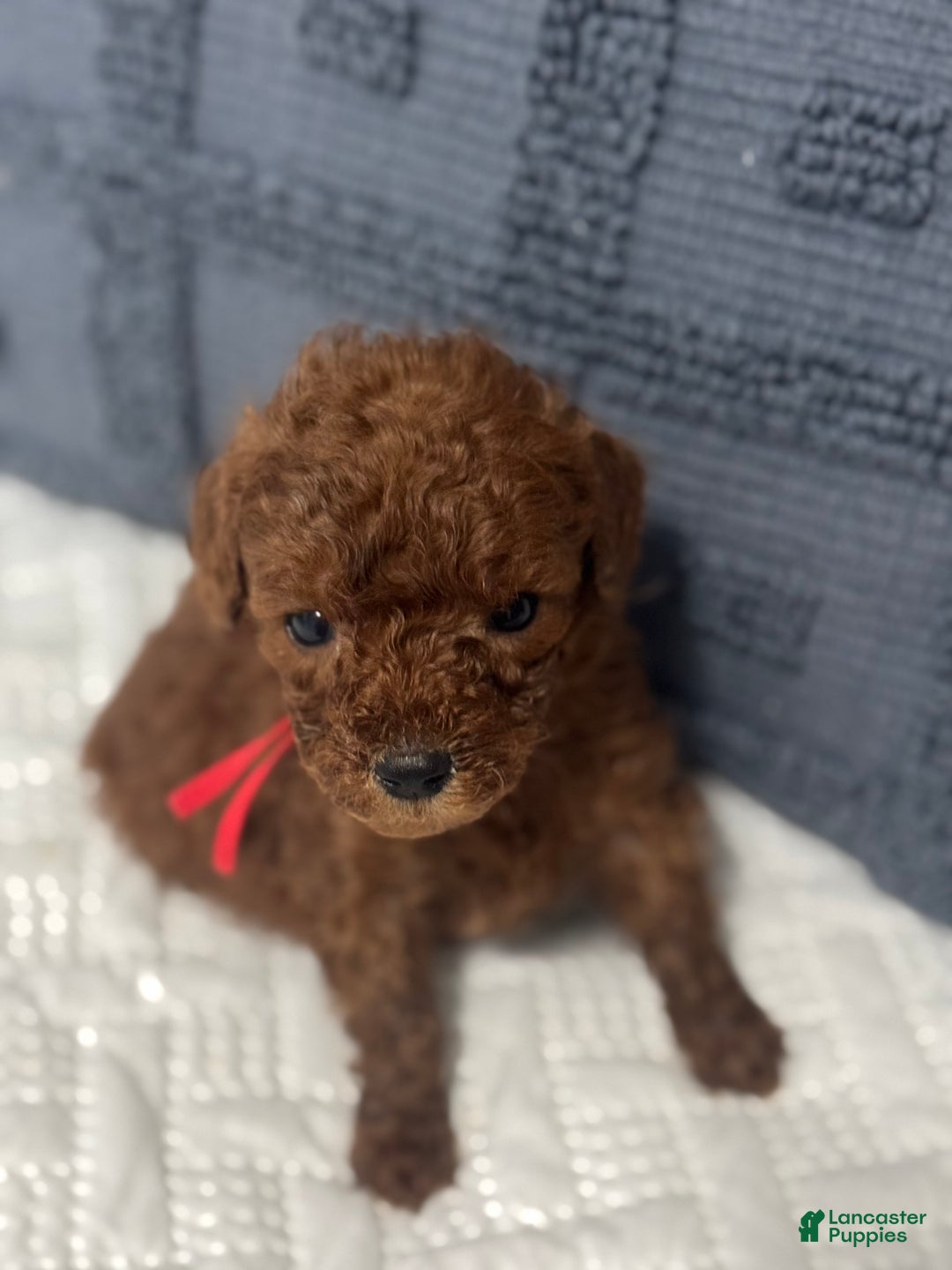 Mini Goldendoodle dogs for sale: Mini - Ad 1