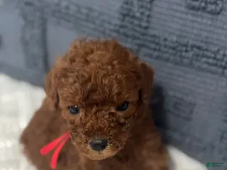 Mini Goldendoodle dogs Mini - Ad 13