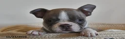 Boston Terrier dogs for sale: Cindy  - Ad 2