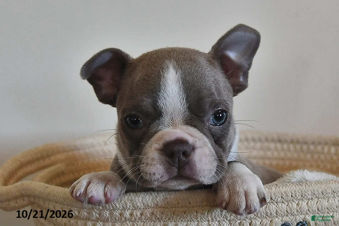 Boston Terrier dogs for sale: Cindy  - Ad 2
