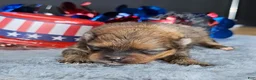 Pomeranian dogs for sale: Pepper's Smells Like Teen Spirit - "Spirit" - Ad 4