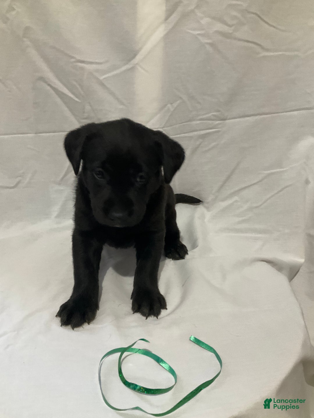 Labrador Retriever dogs for sale: Charlie - Ad 1