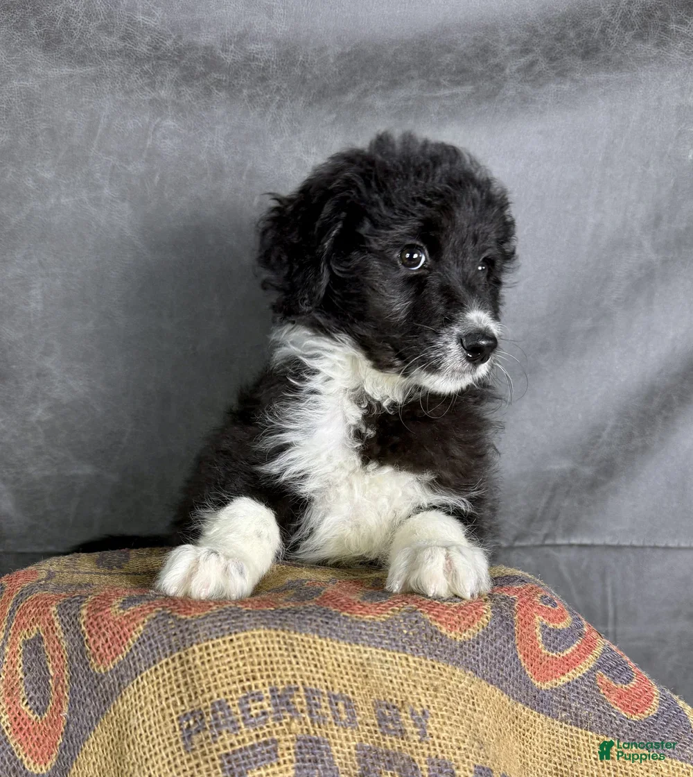Aussiedoodle dogs for sale: Ozzy - Ad 1