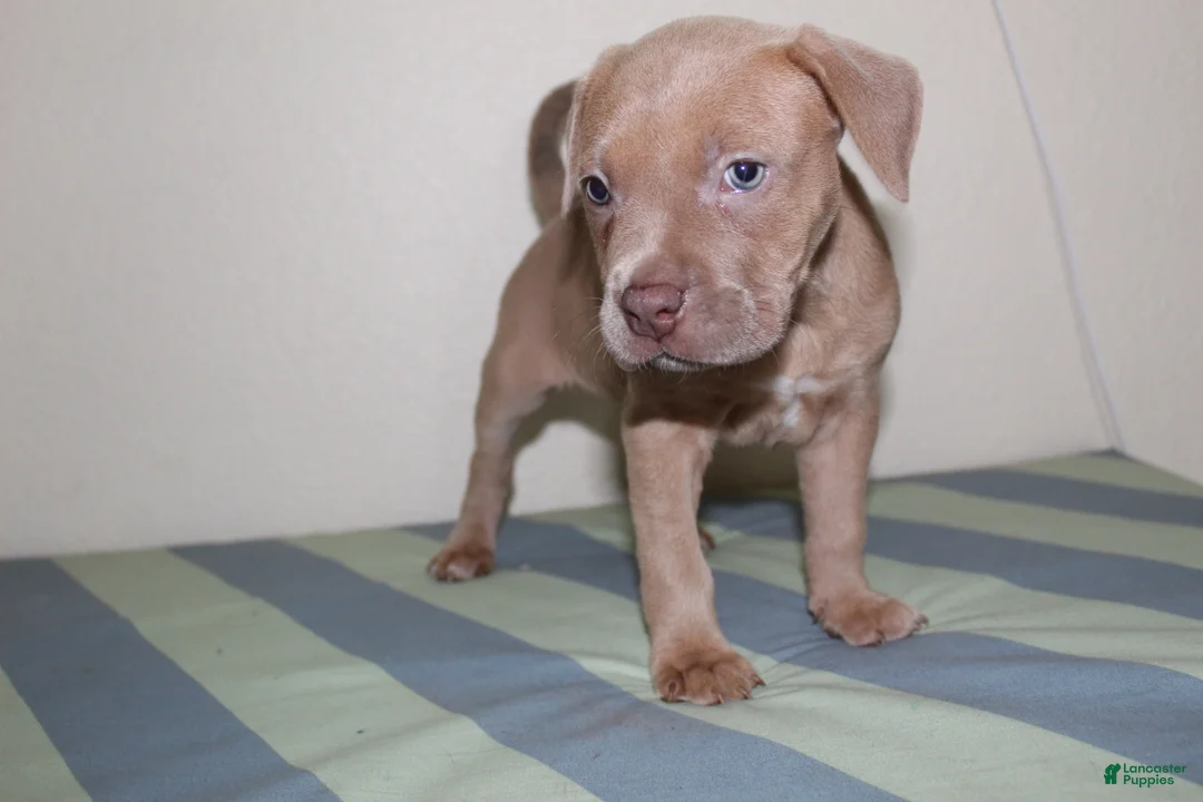 American Bully dogs for sale: American Bully 2 - Ad 2