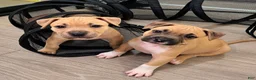 American Bully dogs for sale: Amethyst  - Ad 2