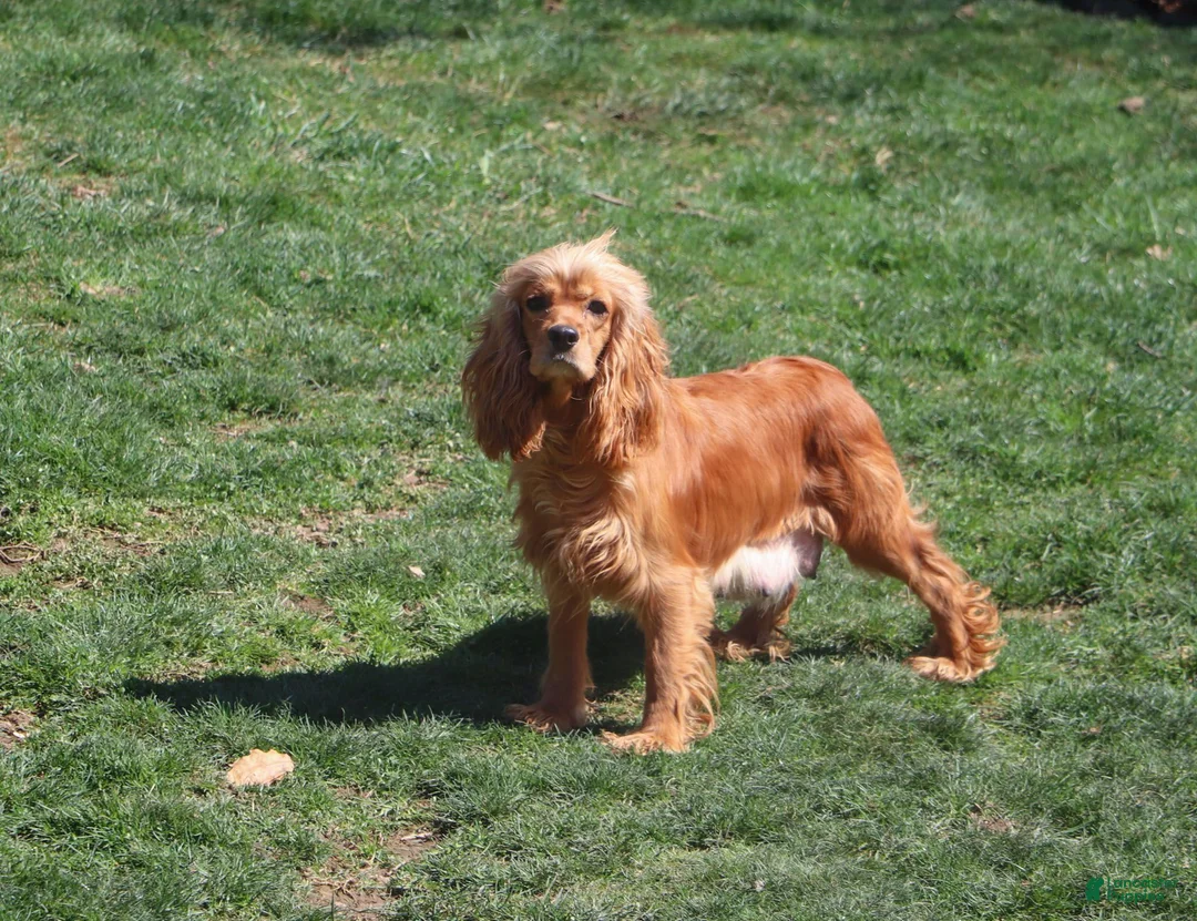 Cockapoo dogs for sale: Faye - Ad 8