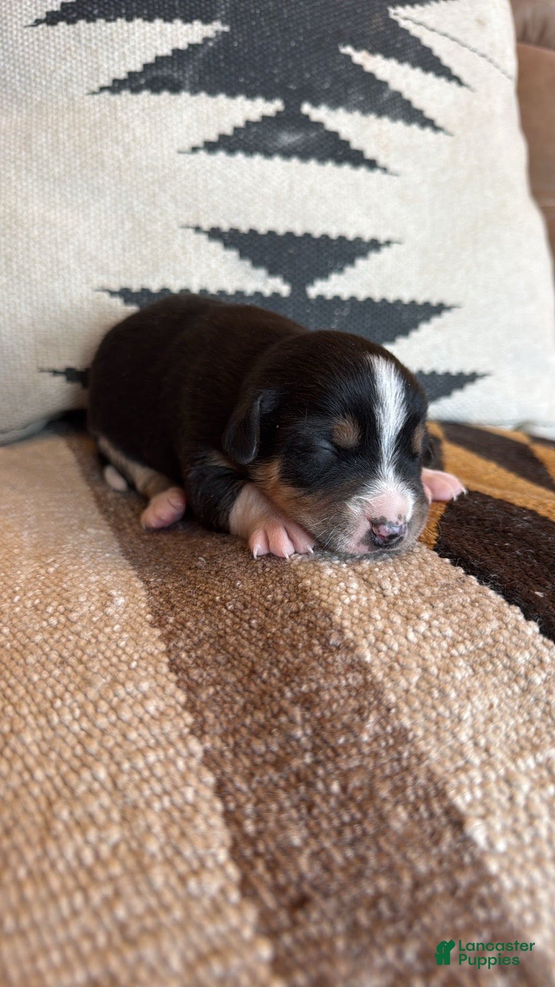 Mixed Breed dogs for sale: Mixed Breed Puppy 7 - Ad 3