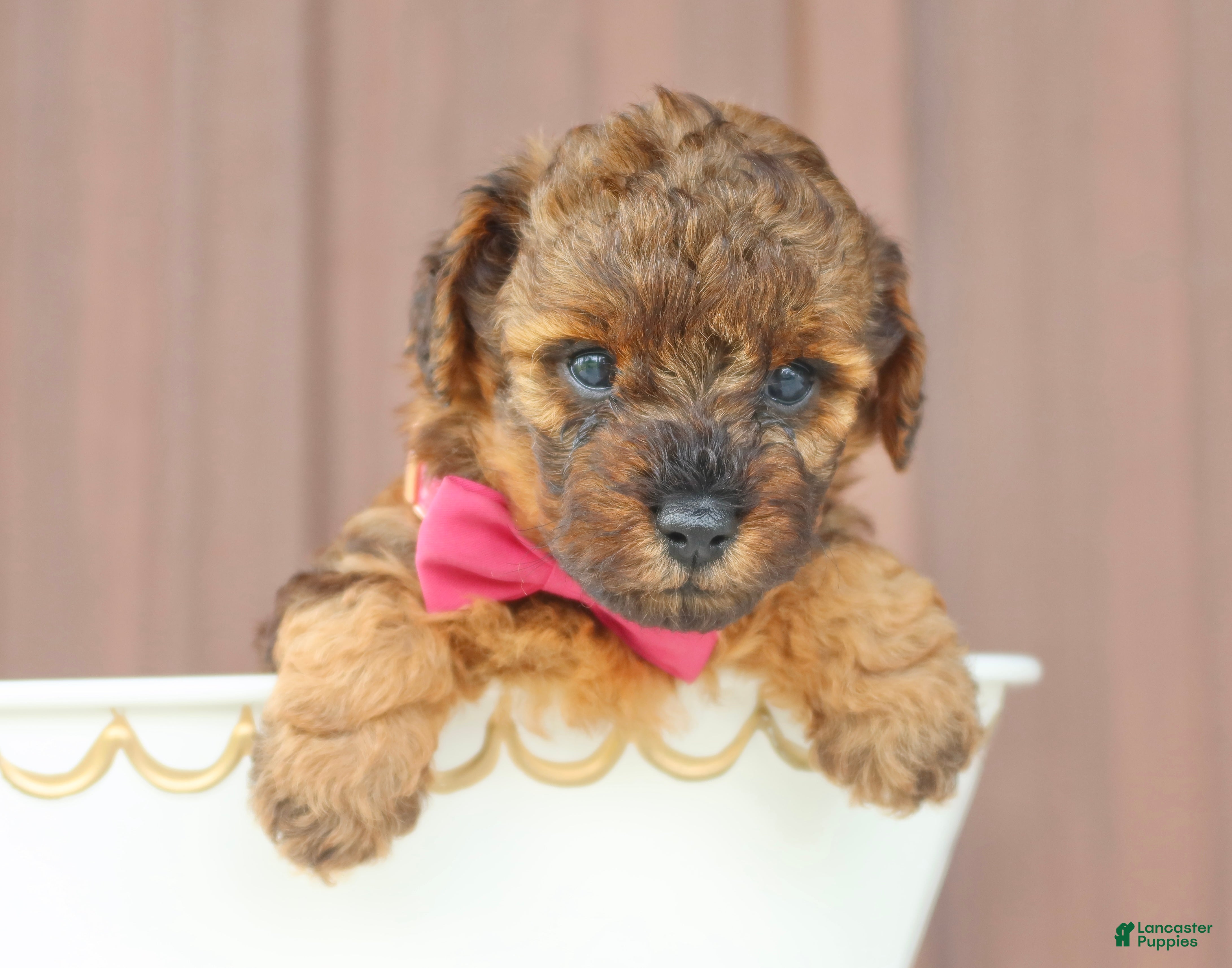 Toy Poodle dogs Amber - Ad 2