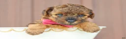 Toy Poodle dogs for sale: Amber - Ad 2