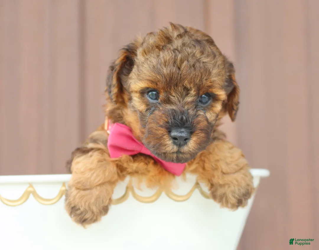 Toy Poodle dogs for sale: Amber - Ad 2