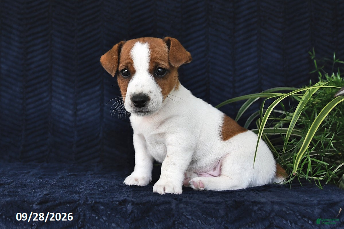 Jack Russell Terrier dogs Mason - Ad 2