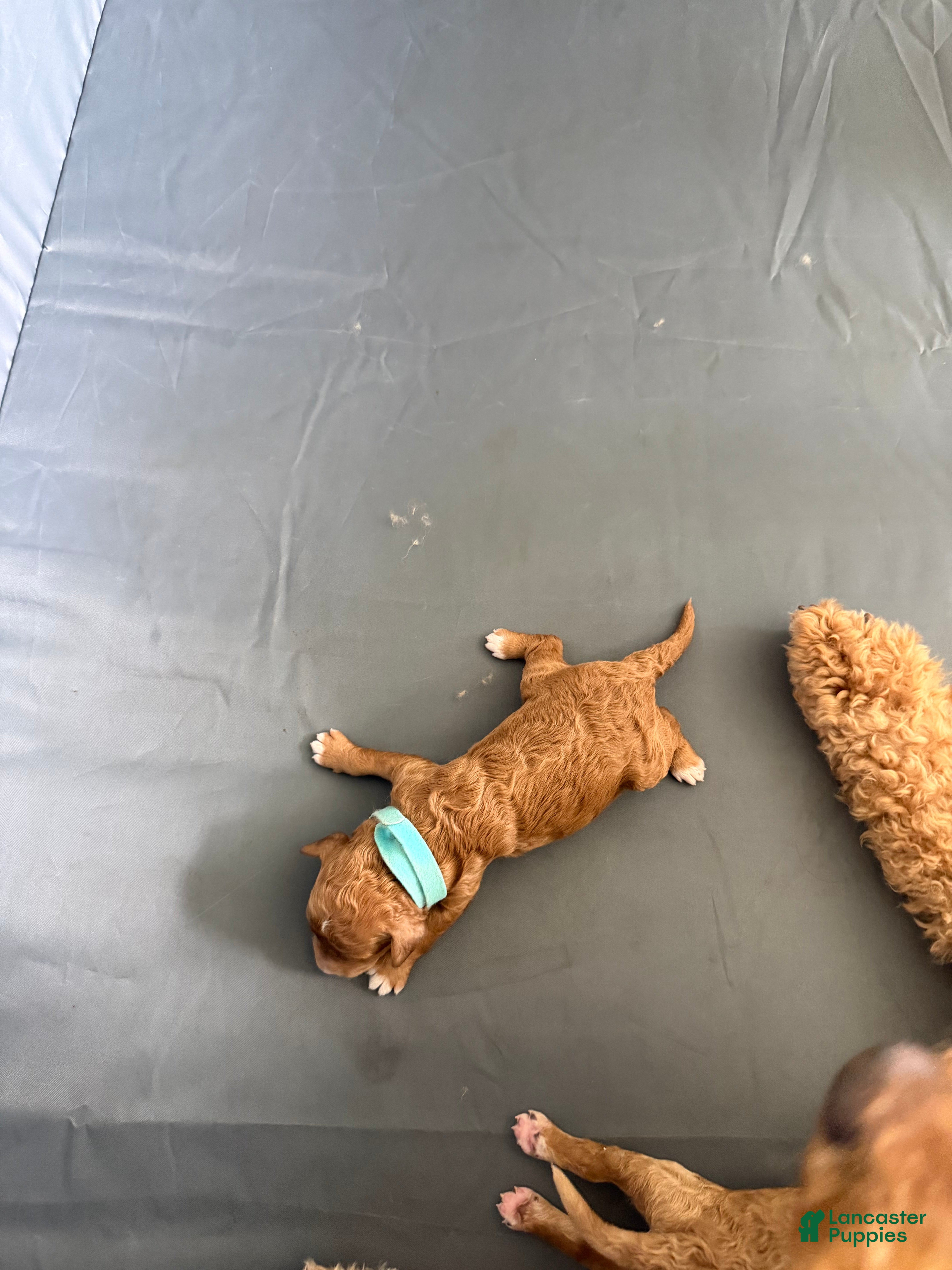 Goldendoodle dogs for sale: Scout - Ad 2