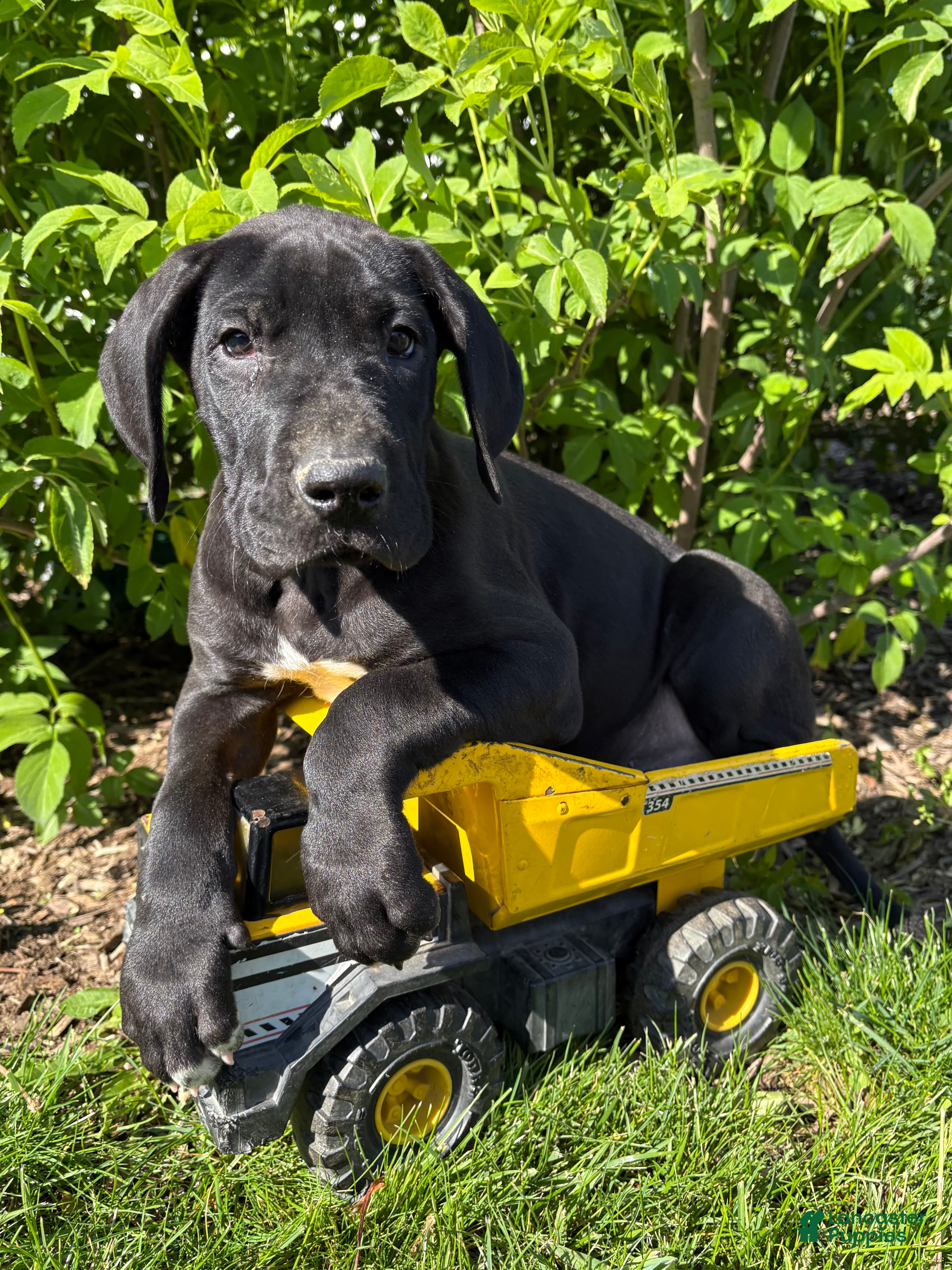 Great Dane dogs Teddy - Ad 1