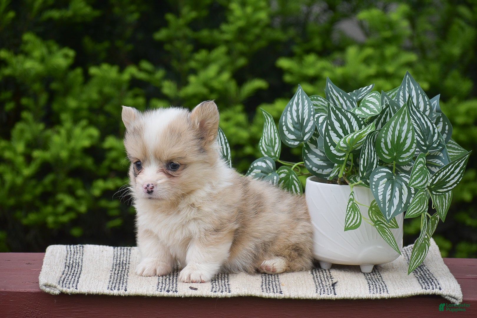 Welsh Corgi Pembroke dogs Fancy - Ad 2