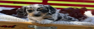 Beau