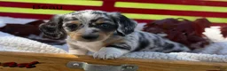 Miniature Dachshund dogs for sale: Beau - Ad 1