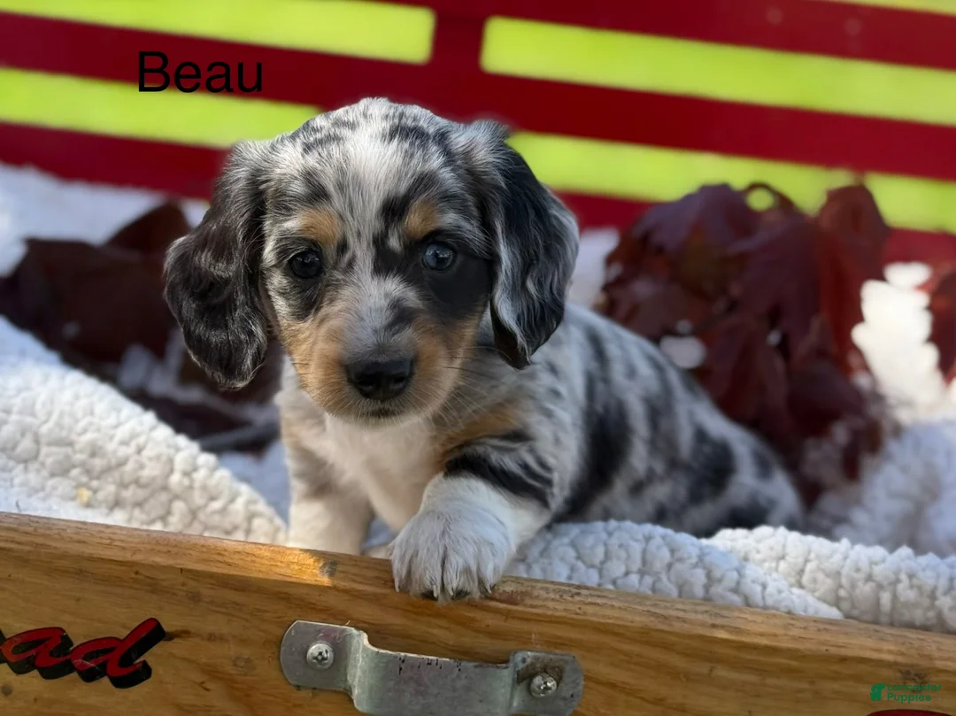 Miniature Dachshund dogs for sale: Beau - Ad 1