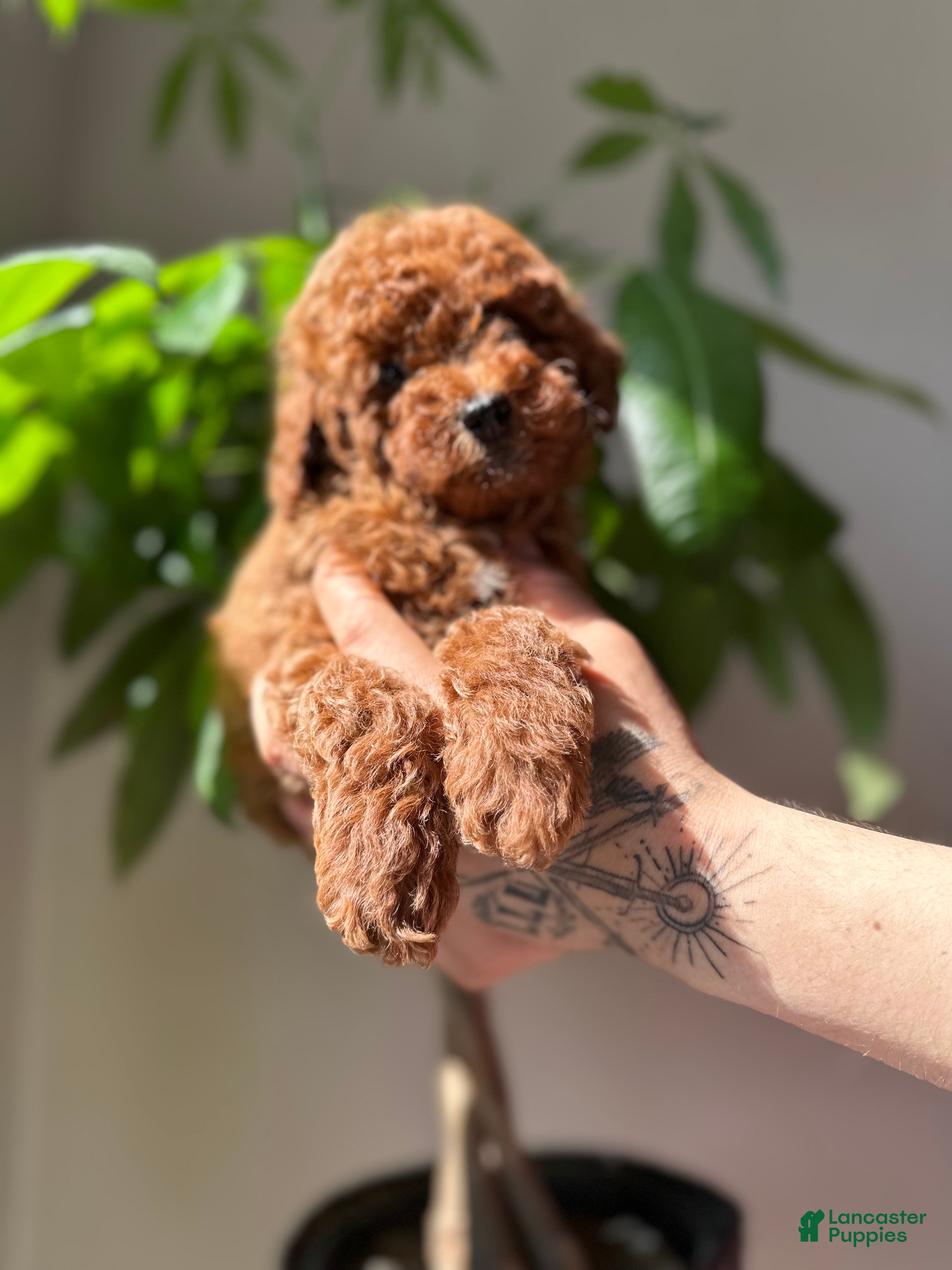 Toy Poodle dogs Theo  - Ad 14