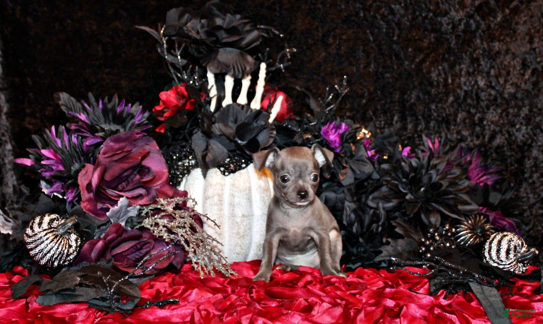 Chihuahua dogs for sale: Alani - Ad 1