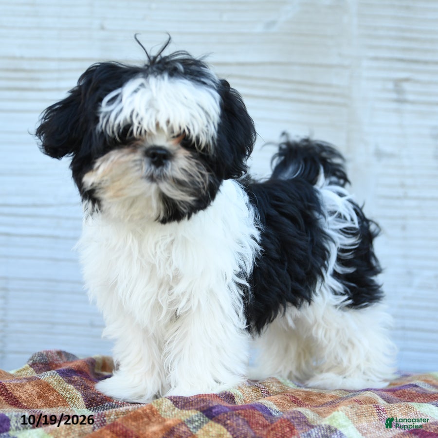 Teddy Bear dogs for sale: Merry  - Ad 2