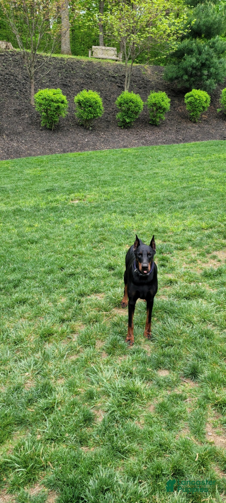 Doberman Pinscher dogs ANNE - Ad 2