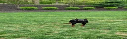 Doberman Pinscher dogs for sale: ANNE - Ad 1