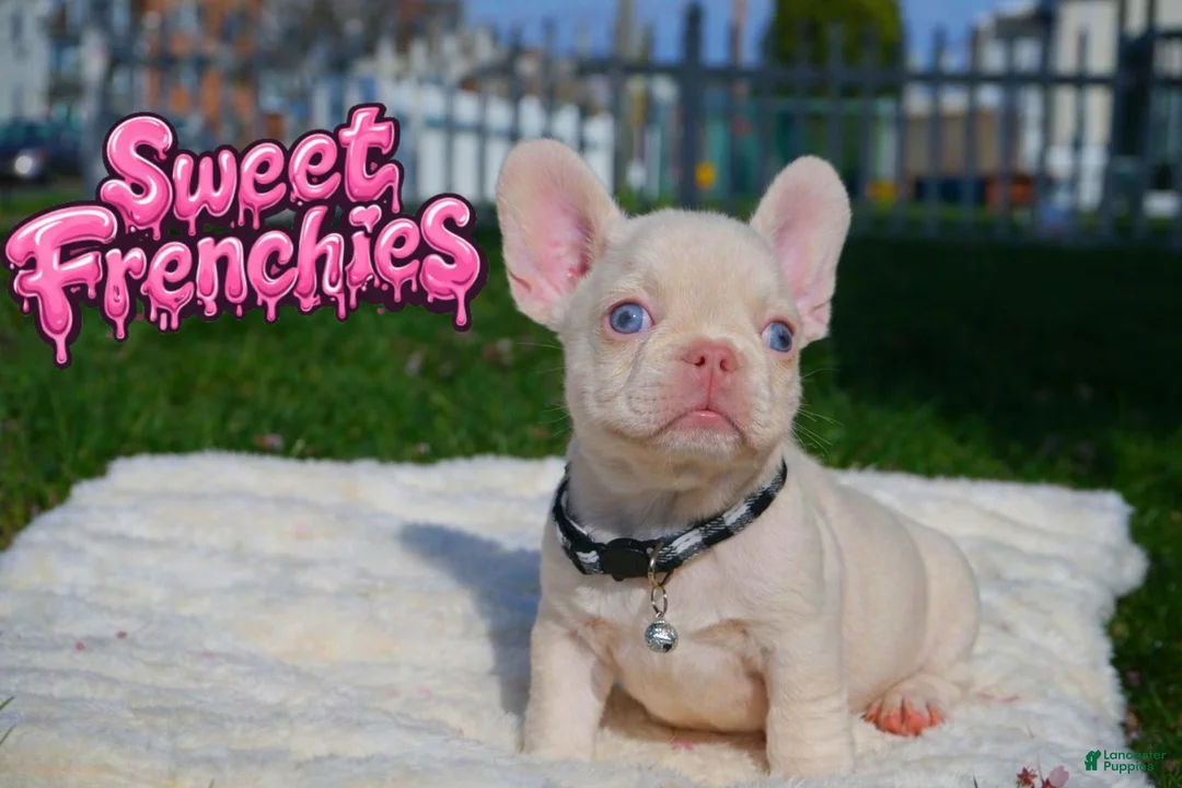 French Bulldog dogs for sale: Dereck🦖 - Ad 6