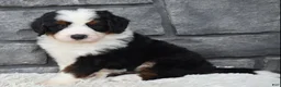 Mini Bernedoodle dogs for sale: Cuddles  - Ad 5
